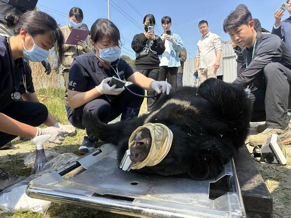 6일 오후 여주시의 곰 사육 농장에서 수의사들이 어미 곰의 건강상태를 확인하고 있다. 2026.5.6 /목은수기자 wood@kyeongin.com