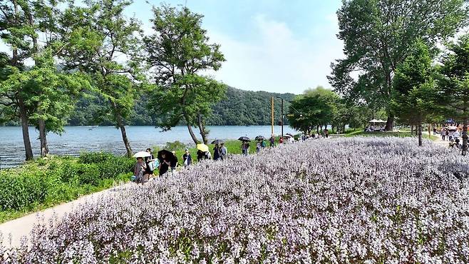 ▲가평군 자라섬 꽃 페스타가 오는 23일부터 6월 14일까지 열린다. 군은 그동안 제기된 진입로 확보와 편의시설 부족 문제를 보완하는 등 상춘객을 맞을 준비를 마쳤다. /사진제공=가평군
