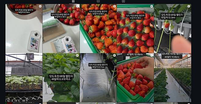 '당도 측정 100일 챌린지'로 생산품의 일관성을 소개하는 베리왓 SNS 홍보 계정.
