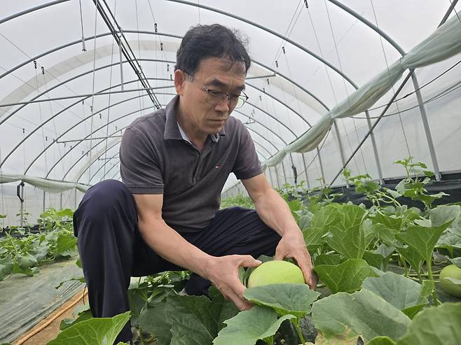 지난달 29일 오후 박인병 수신멜론작목연합회장이 수신면 백자리에 위치한 천안그린농장에서 멜론을 살펴보고 있다. 박하늘 기자