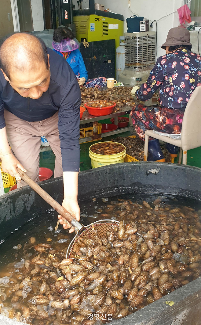 지난 28일 경남 창원시 마산합포구 진동면 한 어가 작업장에서 어민들이 채취한 미더덕을 손질하고 있다.  김정훈 기자