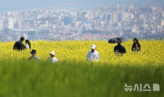 [제주=뉴시스] 우장호 기자 = 맑은 날씨를 보인 6일 오전 제주시 오라동 중산간 청보리밭을 찾은 관광객들이 밭 한켠에 조성된 유채꽃 사이에서 인생샷을 남기며 초여름 정취를 만끽하고 있다. 2026.05.06. woo1223@newsis.com