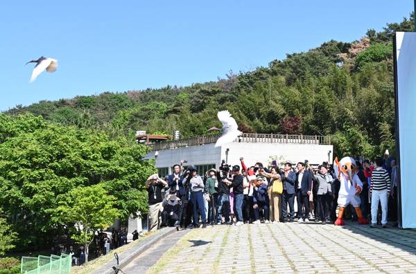 6일 창녕 우포따오기복원센터에서 야생방사된 따오기가 힘차게 비상하고 있다. /창녕군