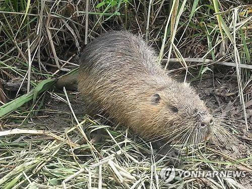 뉴트리아 [연합뉴스 자료사진]