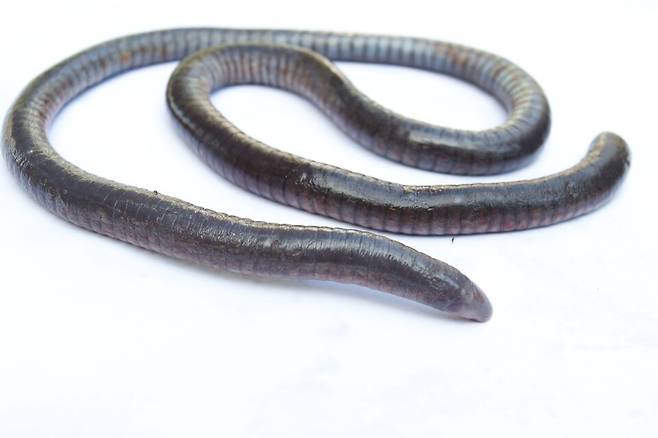 세실리안 (사진 Brian Gratwicke/Wikimeadia commons)