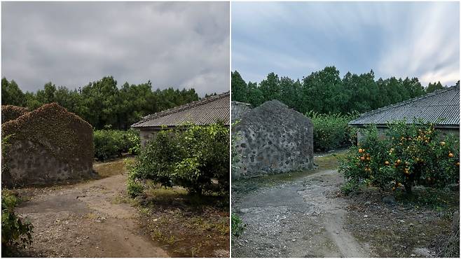 귤나무가 많은 서귀포 일대의 집들을 엄청나게 찾았는데,  정작 귤나무가 집 입구를 지키고 있는 집은 제주시에서 찾았다. 이 프로젝트를 진행하며 제주도에 살면서 촬영을 하지 못하니 담지 못한 그림이 있다면 빈집에 눈이 쌓인 풍경이다. 귤나무에 눈이 쌓인 풍경을 담았다면 훨씬 더 서정적인 그림을 담았을 것인데 아쉬움이 많이 남았다. 제주 산간 지역은 눈이 많이 오지만 제주 집들은 대부분 해안 도로에 있기 때문에 폭설이 내리지 않는다면 눈 내린 풍경을 찍는 것이 쉽지 않았다. 제주시 한림읍, 2024년 / 사진가 김선기