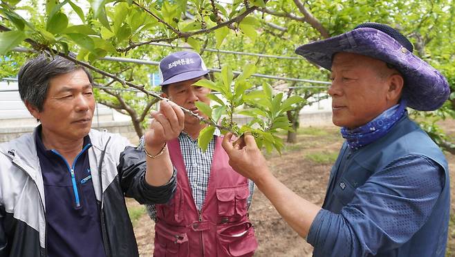 경북 안동시 남후면 무릉리의 이승희씨(사진 가운데) 자두 과수원에서 이용호 남안동일직자두작목반 사무국장(오른쪽)과 자두농가 남년호씨가 냉해를 입은 자두나무를 살펴보고 있다.