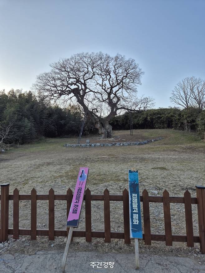 군산시 옥서면 하제마을의 600년 된 팽나무. 과거 군산 미군기지 확장으로 이 나무가 잘릴 위기에 처하자 시민들이 보호한 바 있다. 박상은 제공