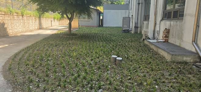 청양경찰서가 2025년 화단에 심은 맥문동이 잡초 제거와 뱀 퇴치 효과를 입증하고 있다(사진=최병환 기자)