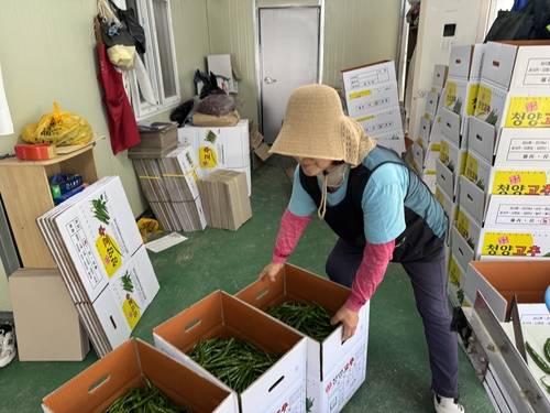 이연록 씨가 8일 진주 금산면 한 농가에서 고추가 들어있는 10㎏상자를 옮기고 있다. /정종엽 기자
