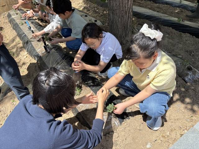 고사리 손으로 텃밭을 꾸미는 청송 화목초등학교 학생들. 청송교육지원청 제공