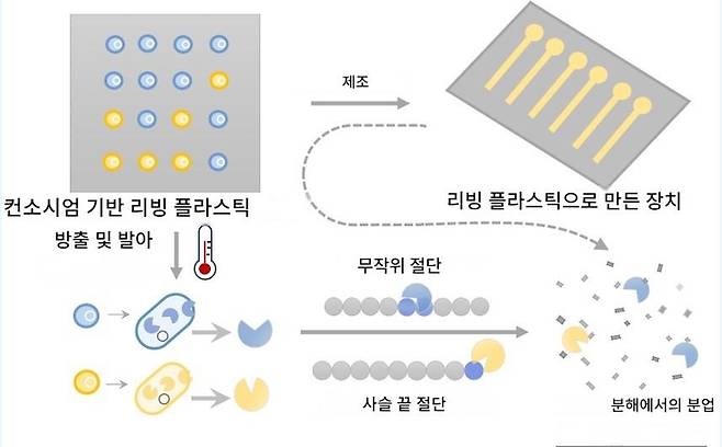 ▲미생물을 이용한 플라스틱  분해. (자료=ACS Applied Polymer Materials, 2026)
