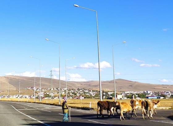 Animal herder on the road in eastern Turkey [JOEL DOWN]