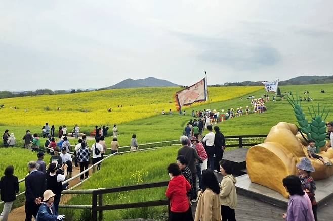 ‘제23회 고창 청보리밭 축제’가 열린 전북 고창군 공음면 학원관광농장을 찾은 방문객들이 청보리와 유채가 어우러진 벌판을 거닐며 봄 기운을 만끽하고 있다. 고창군 제공