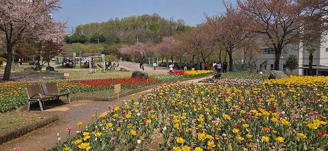 의정부 시민들이 직동근린공원에서 활짝핀 튤립을 감상하며 걷고 있다. 사진=의정부시청