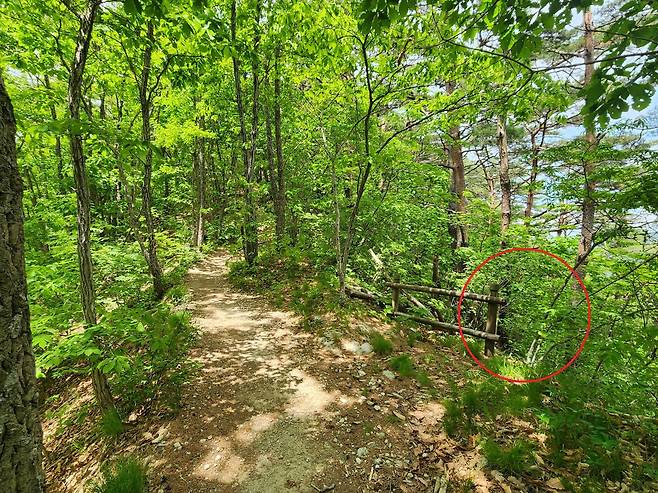 경북 청송군 주왕산국립공원에서 홀로 산행에 나섰다가 숨진 채 발견된 강모(11·초6)군이 들어간 것으로 추정되는 샛길 입구(붉은색 원으로 표시). 독자 제공