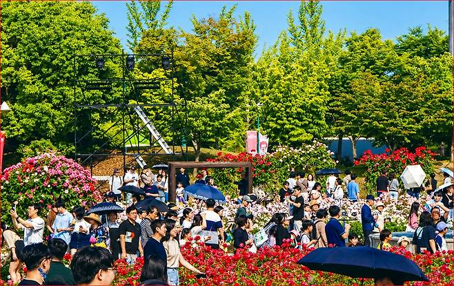 울산대공원장미축제 / 사진= 울산대공원장미축제