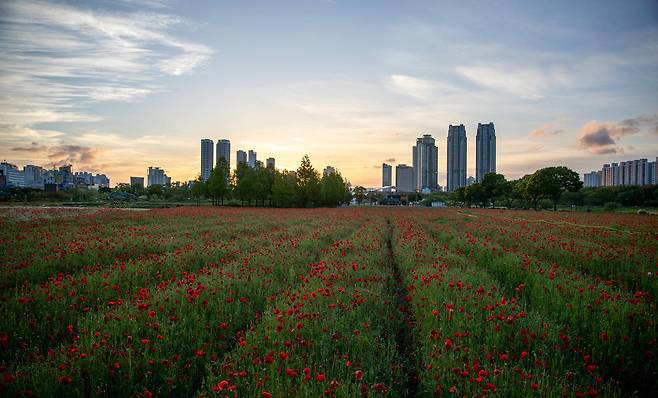 2025년 울산 태화강 국가정원을 가득 메운 봄꽃. 사진제공=울산시