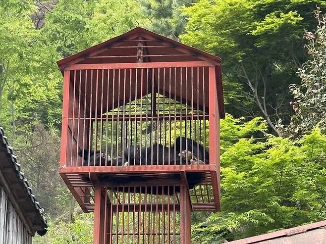 철창 2층 탑에서 지리산 왕시루봉을 보며 잠들었던 곰. 김지숙 기자