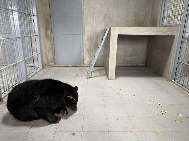 지난달 30일 전남 ‘구례곰마루쉼터’에 입소한 문수사 곰 가운데 한 마리가 마취에서 깨어나 먹이에 관심을 보이고 있다. 김지숙 기자