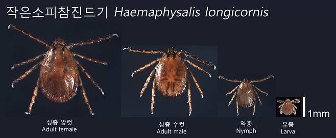 봄철 고열·근육통·구토 등의 증상을 동반하는 중증열성혈소판감소증후군의 원인인 작은소피참진드기의 성별 및 생활사별 크기 비교 도판 [질병관리청 제공]
