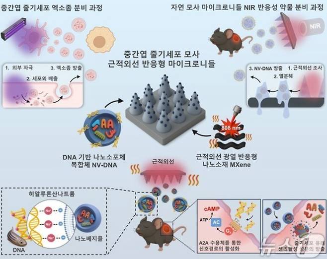 만성 당뇨성 창상 치료를 위한 줄기세포 모사 근적외선(NIR) 반응형 마이크로니들 개요도(한국연구재단 제공)