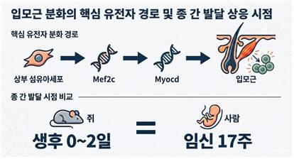입모근 분화의 핵심 유전자 경로 및 종 간 발달 상응 시점. 상부 섬유아세포의 잠재적 입모근 분화 경로(Mef2c-Myocd)와 두 종 간 발달 상응 시기(사람 임신 17주=쥐 생후 0~2일차).