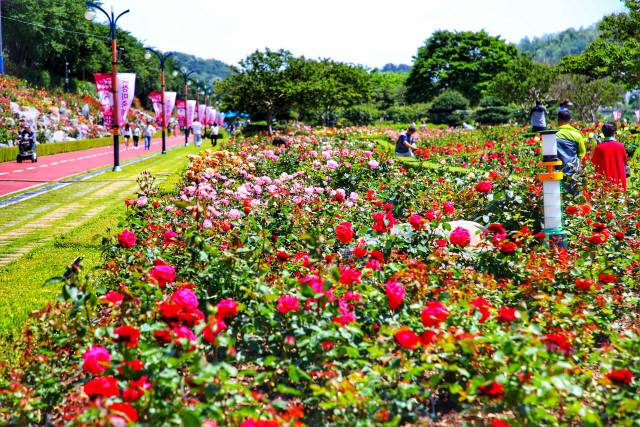 ▲ 2025 삼척장미축제가 23일 개막해 내달 1일까지 열흘동안 삼척 오십천 장미공원 일원에서 펼쳐지는 가운데, 벌써부터 많은 관람객들이 찾아 천만송이 장미꽃의 향연을 즐기고 있다.
