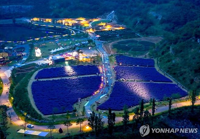 무릉별유천지 야간 개장 모습. 라벤더가 밤에도 빛난다.