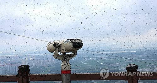 지난해 러브버그로 뒤덮인 계양산 정상 [연합뉴스 자료사진]