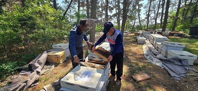 한국양봉협회 김종화(오른쪽) 수석부회장과 이용국 김제시지부장이 양봉장에서 벌통을 살피고 있다. 김준희 기자