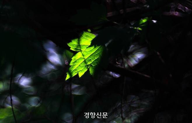 15일 오후 서울 종로구 백사실계곡 나뭇잎이 햇살을 받아 어둠 속에서 빛나고 있다. 2026.5.15. 정지윤 선임기자