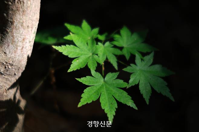 15일 오후 서울 종로구 백사실계곡 단풍나무 새잎이 햇살을 받아 더 짙은 색을 내뿜고 있다. 2026.5.15. 정지윤 선임기자