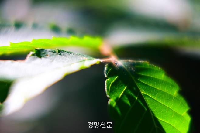 15일 오후 서울 종로구 백사실계곡 나뭇잎이 햇살을 받아 더 짙은 녹색을 뽐내고 있다. 2026.5.15. 정지윤 선임기자