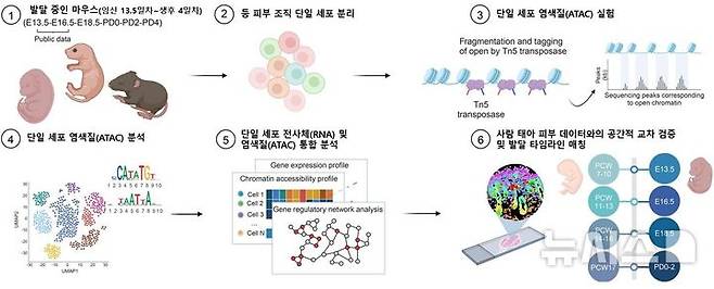 [서울=뉴시스] 다중 오믹스 기반 피부 발달 지도 및 종 간 비교 모식도. (사진= 서울대병원 제공)
