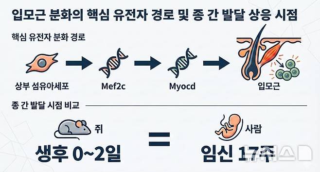 [서울=뉴시스] 입모근 분화의 핵심 유전자 경로 및 종 간 발달 상응 시점. (사진= 서울대병원 제공)