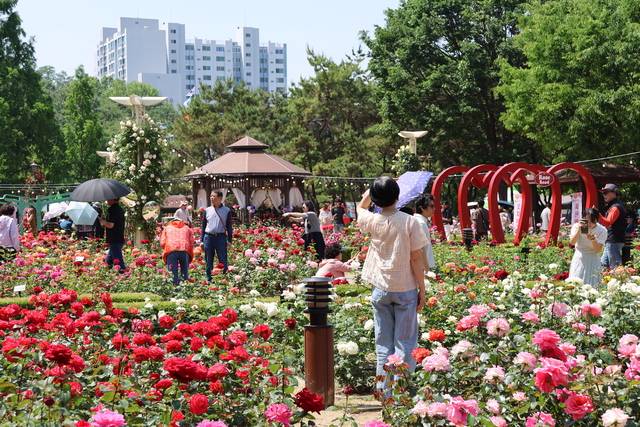 '2026 장미꽃 필 무렵' 축제가 열린 대구이곡장미공원 찾은 시민들이 장미꽃밭에서 사진을 찍는 등 즐거운 시간을 보내고 있다. 달서문화재단 제공