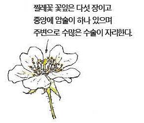 우리 주변 식물들의 비밀 이야기 74 찔레꽃