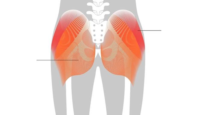 둔근은 걷기, 계단 오르기, 자세 유지, 고관절 안정성 등에 관여하는 하체 핵심 근육이다. 123RF