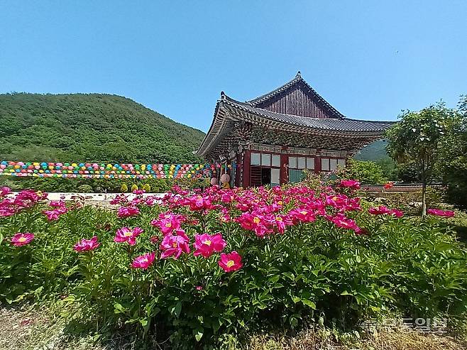 작약꽃이 활짝 핀 고흥 능가사 대웅전. 석가탄신일을 앞두고 내건 연등이 자혜롭다.<무등일보>