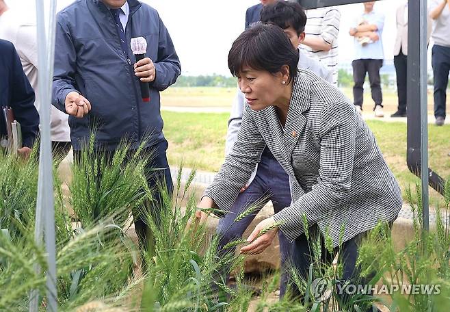 송미령 장관, 영농형 태양광 실증단지 방문 (서울=연합뉴스) 송미령 농림축산식품부 장관이 19일 전북 완주군 농촌진흥청을 방문해 영농형 태양광 실증 연구 성과를 점검, '영농형태양광법'의 시행과 관련한 현장 의견을 청취하고 있다. 2026.5.19 [농림축산식품부 제공. 재판매 및 DB 금지] photo@yna.co.kr