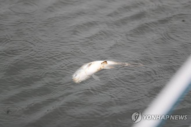 소양호에 떠오른 붕어 폐사체 (인제=연합뉴스) 박영서 기자 = 20일 강원 인제군 소양호 상류에서 죽은 붕어가 하얀 배를 드러낸 채 물 위에 떠 있다. 2026.5.20 conanys@yna.co.kr