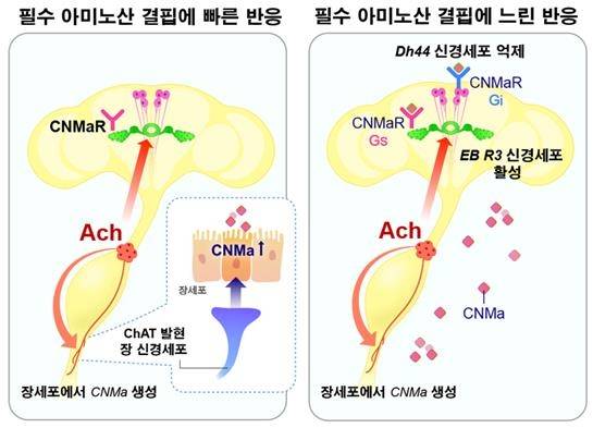 필수 아미노산 결핍에 대한 장-뇌 축 신경·호르몬 조절 원리 [IBS 제공. 재판매 및 DB 금지]