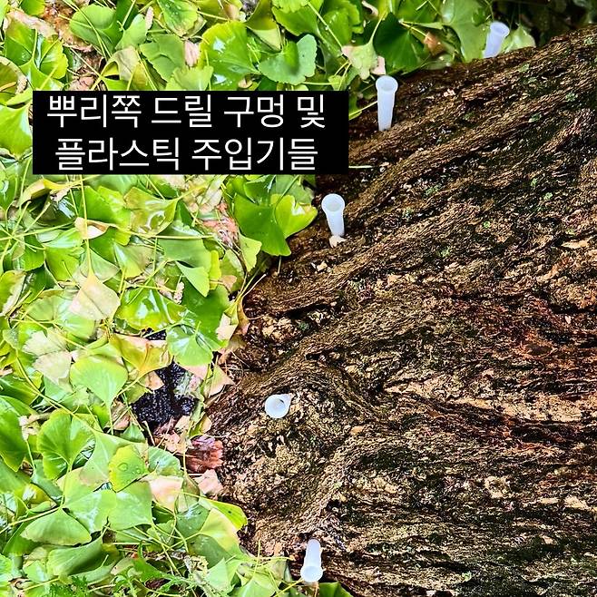 21일 서울 종로구 부암동 한 미술관 옆 오래된 은행나무에 구멍이 뚫린 채 플라스틱 관이 꽂혀 있다. 주민 제공