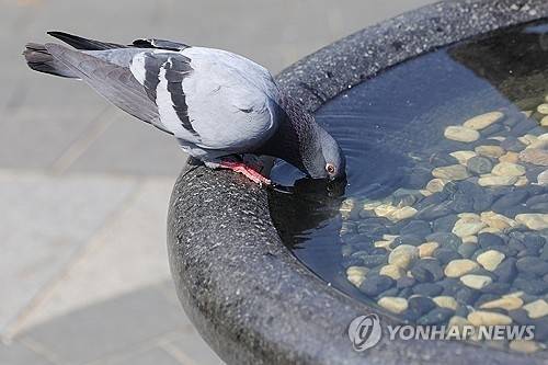 ▲ 비둘기 [연합뉴스 자료사진]