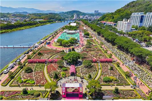  '2026 삼척 장미축제'가 펼쳐진 장미공원 전경 ⓒ 삼척시 제공