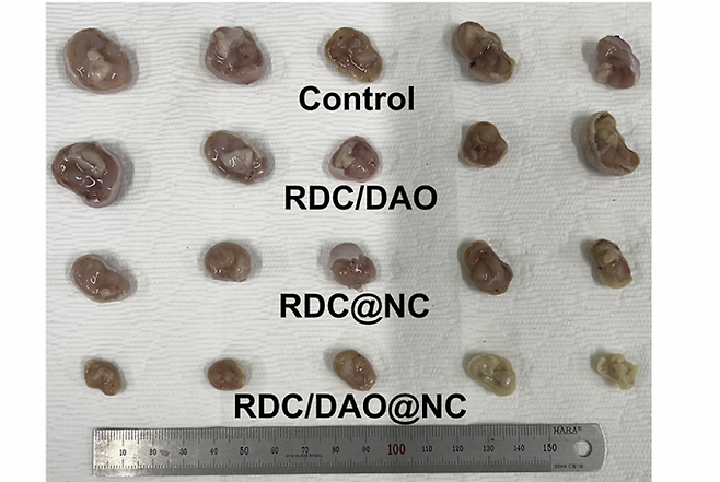 동물실험에서 검증된 RDC/DAO@NC 항암 효능. 연구팀이 개발한 RDC/DAO@NC 투여군에서 종양 크기와 무게가 가장 크게 감소했다. GIST 제공