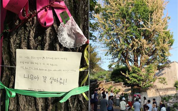 서울 종로구 부암동 환기미술관 앞에서 부암동 주민들과 서울환경연합 활동가들이 모여 은행나무 무단 훼손을 규탄하는 기자회견을 준비하고 있다. 서울환경연합 인스타그램 갈무리