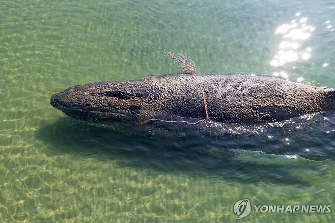 티미 [EPA 연합뉴스 자료사진. 재판매 및 DB 금지]