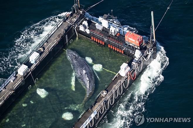 바지선에 실려 가는 티미 [dpa via AP 연합뉴스 자료사진. 재판매 및 DB 금지]